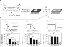 Stimuli Responsive Polymeric Substrates For Cell Matrix - 