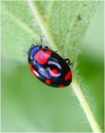 In red and black, the genetics of ladybug spots
