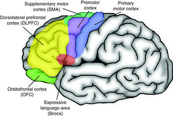 Behavioral And Neuropsychological Aspects Of Frontal And Temporal Lobe Epilepsy Chapter 10 The Neuropsychiatry Of Epilepsy Behavioral And Neuropsychological Aspects Of Frontal And Temporal Lobe Epilepsy Chapter 10 The Neuropsychiatry Of Epilepsy
