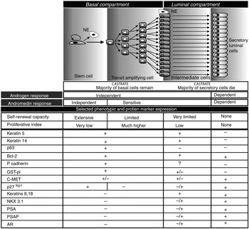 Testosterone and the prostate (Chapter 13) - Testosterone