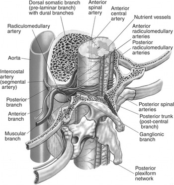 mandibular-nerve-division-and-its-relationship-with-vascular-structures-close  - NYSORA