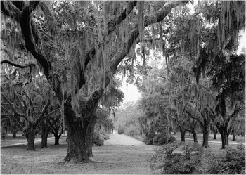 Medway Plantation Chapter 5 A New Plantation World