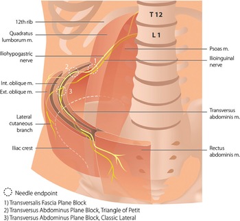 travell and simons transverse abdominis