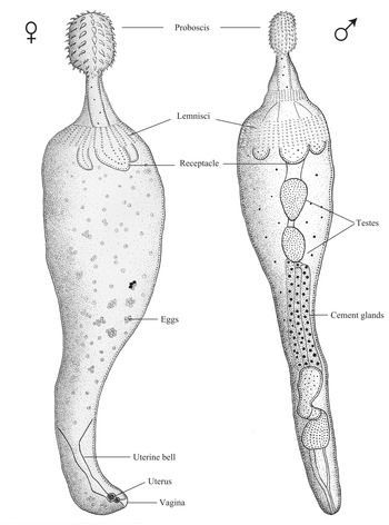 acanthocephala helminthum rendszer a hpv hányingert okoz