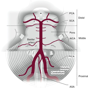 vertebral artery branches