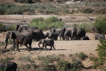 The Kruger National Park Chapter 11 National Park Science