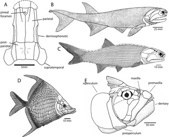 The Evolution of Fishes through Geological Time (Chapter 1) - Evolution and  Development of Fishes