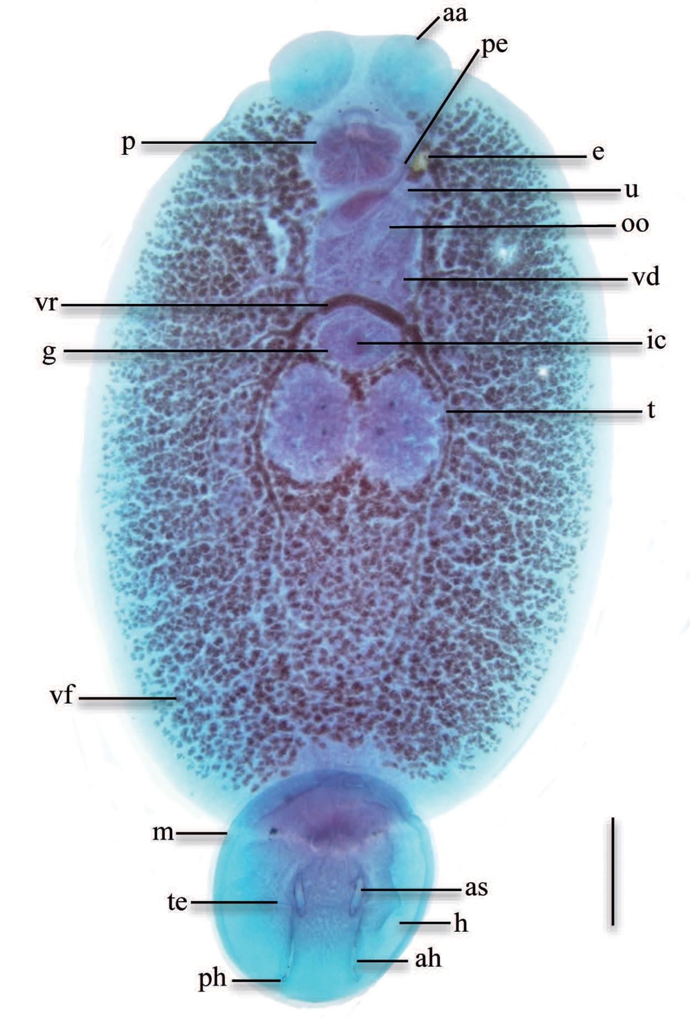 Plant Extracts As A Natural Treatment Against The Fish Ectoparasite plant-extracts-as-a-natural-treatment-against-the-fish-ectoparasite