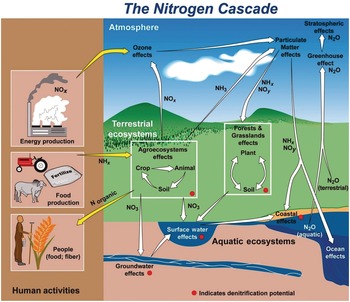 Investigation of the uptake of molybdenum by plants from Argentinean  groundwater