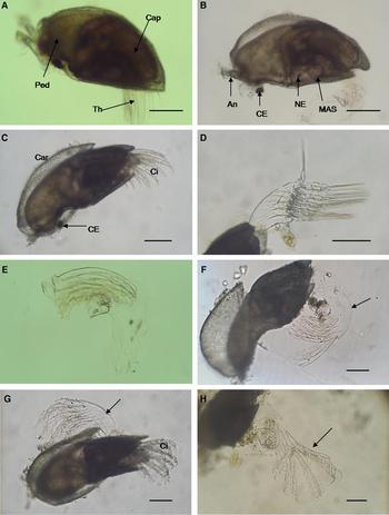 Metamorphosis of the Pedunculate Barnacle Capitulum mitella Linnaeus ...