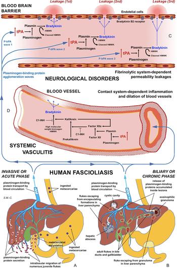 fasciolasis - A fascioliasis kezelése és megelőzése