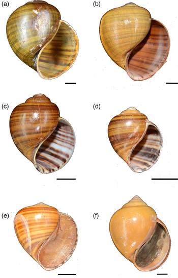 Not In The Least Concern Anthropogenic Influences On A South East Asian Apple Snail Pila Scutata Ampullariidae Oryx Cambridge Core