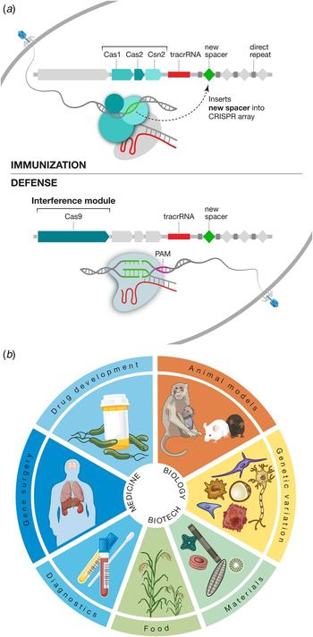 Afdeling ballet Udfyld Development of CRISPR-Cas systems for genome editing and beyond | Quarterly  Reviews of Biophysics | Cambridge Core