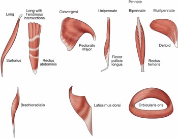 Applied Basic Sciences Section 5 Postgraduate Orthopaedics