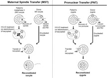 Asia Part Iii Human Germline Genome Modification And The Right To Science