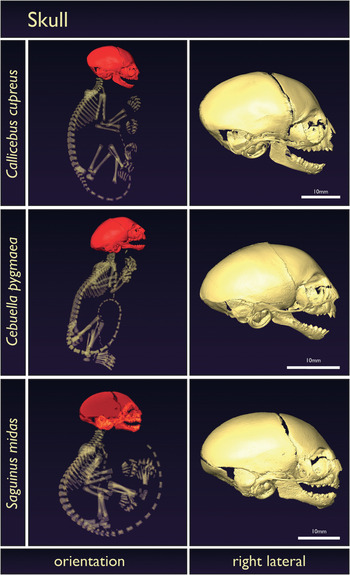 Atlas Skeletal Anatomy Of The Newborn Primate