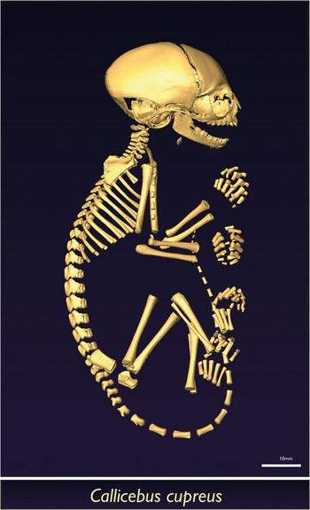 Atlas Skeletal Anatomy Of The Newborn Primate