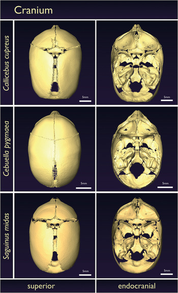 Atlas Skeletal Anatomy Of The Newborn Primate