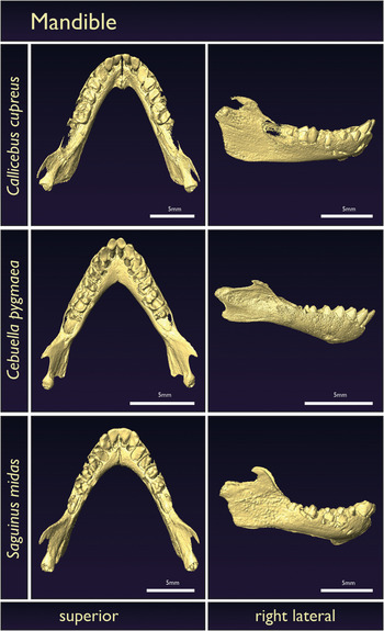 Atlas Skeletal Anatomy Of The Newborn Primate