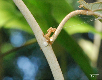 A REVISION OF PTEROSPERMUM (MALVACEAE: DOMBEYOIDEAE) IN MALESIA 