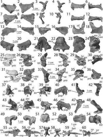 A comprehensive anatomical and phylogenetic evaluation of Dilophosaurus ...