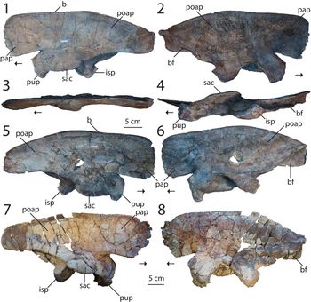 A Comprehensive Anatomical And Phylogenetic Evaluation Of Dilophosaurus Wetherilli Dinosauria Theropoda With Descriptions Of New Specimens From The Kayenta Formation Of Northern Arizona Journal Of Paleontology Cambridge Core