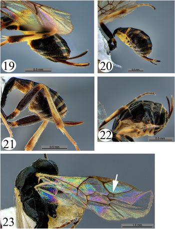 Distribution Of Alfalfa Weevil Coleoptera Curculionidae And Its Parasitoids On The Canadian Prairies With A Key To Described Species Of Nearctic Bathyplectes Hymenoptera Ichneumonidae The Canadian Entomologist Cambridge Core