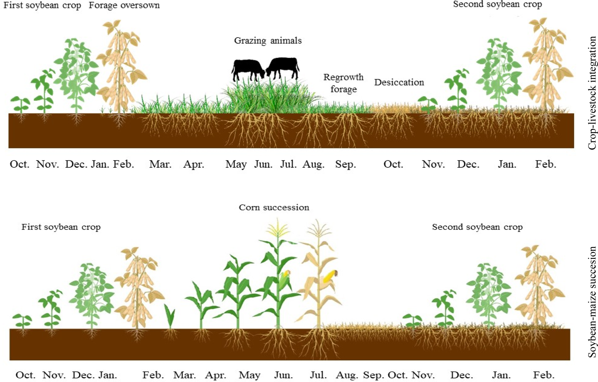 Brachiaria And Panicum Maximum In An Integrated Crop–livestock System ...