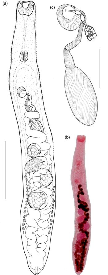 Galactosomum otepotiense n. sp. (Trematoda: Heterophyidae) infecting ...