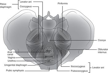 Surgical Anatomy of the Female Pelvis and Abdominal Wall Chapter