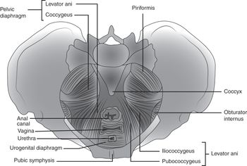 4: Pelvic Cavity, Contents and Genital Organs