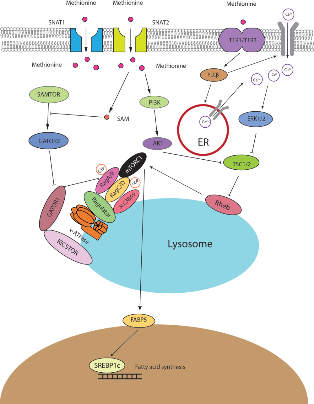 Amino acid transportation, sensing and signal transduction in the ...