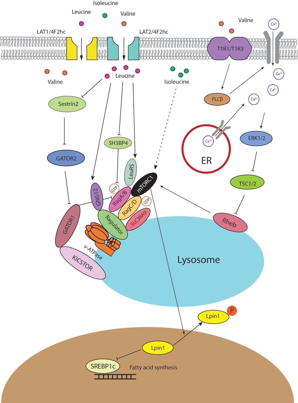 Amino acid transportation, sensing and signal transduction in the ...