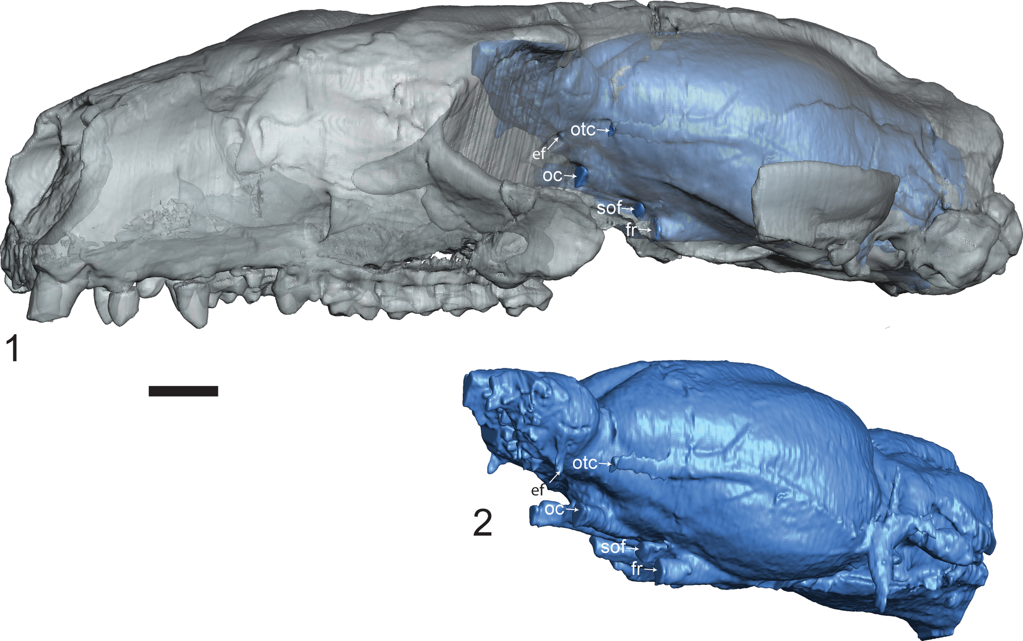 Cranial Anatomy Of Microsyops Annectens (microsyopidae, Euarchonta 