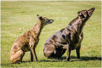 Whippet double sale muscle