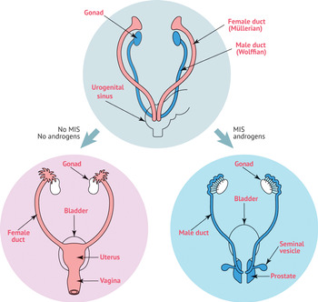 Development of Reproductive Systems at the Embryo Stage (Chapter 1) - A ...