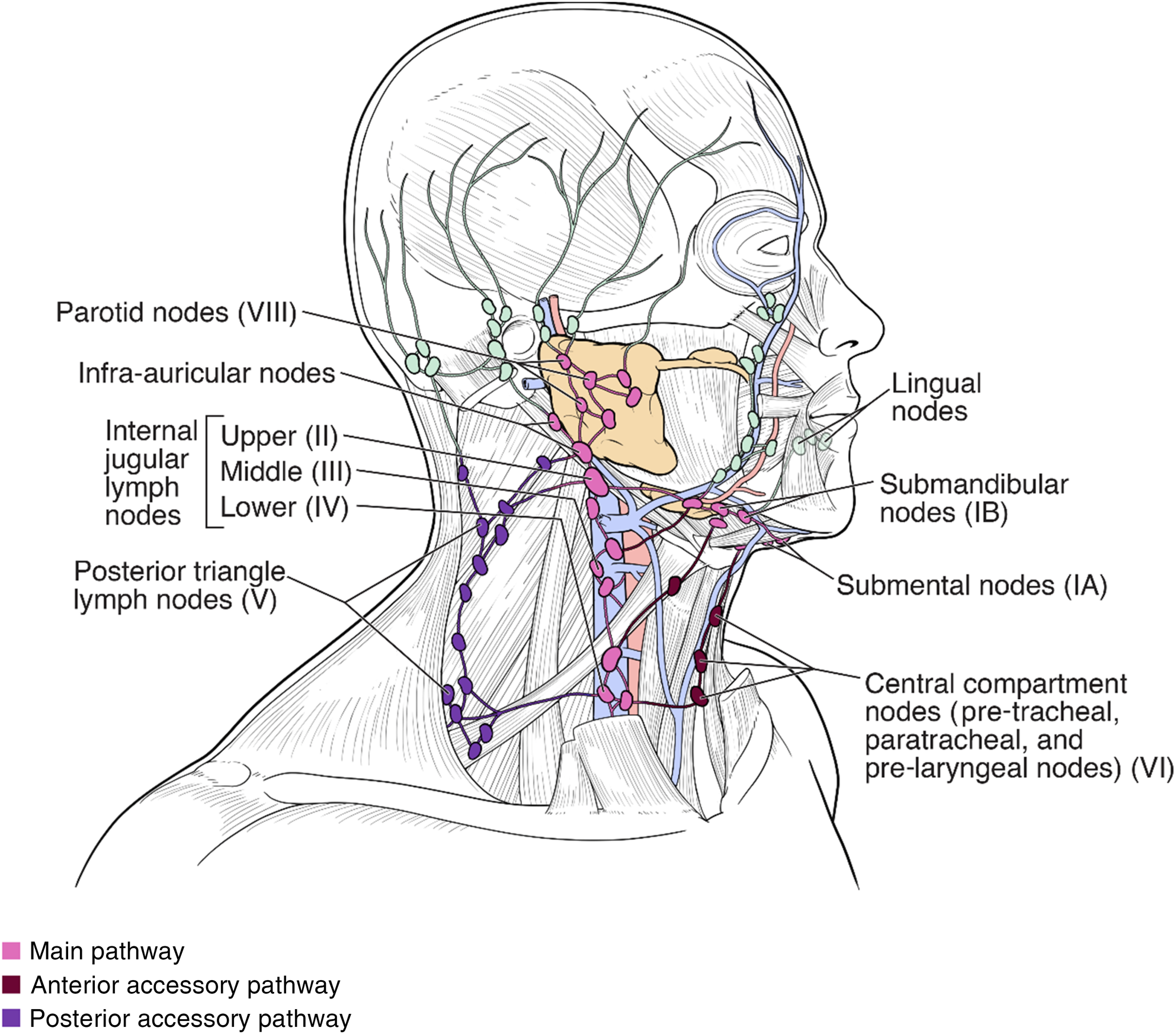 Surgical anatomy of the lymphatic drainage of the salivary glands: a ...