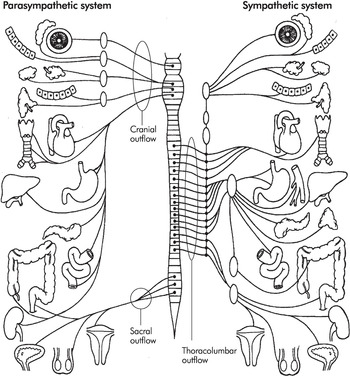 nervous system coloring page