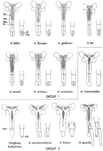 Phallic Structure and Function Chapter 5 Mammalian Sexuality