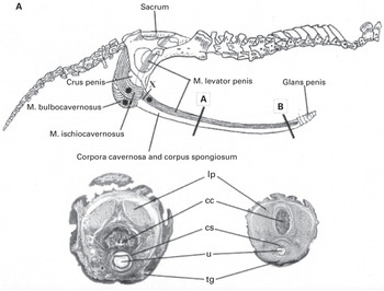 Phallic Structure and Function Chapter 5 Mammalian Sexuality