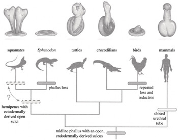 Phallic Structure and Function Chapter 5 Mammalian Sexuality