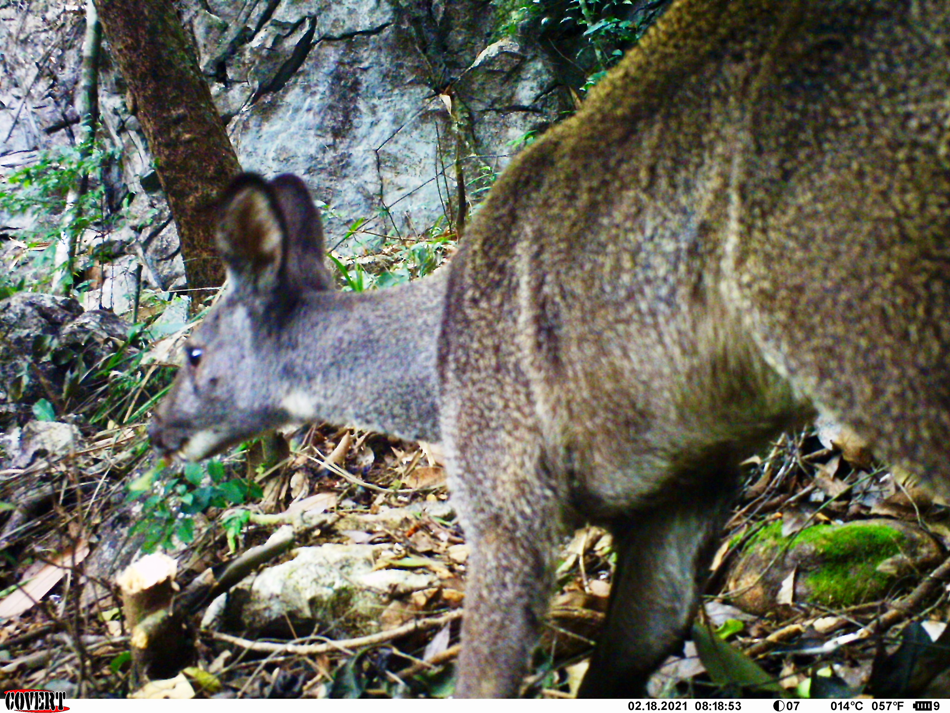 New Records Of The Forest Musk Deer Moschus Berezovskii In Viet Nam