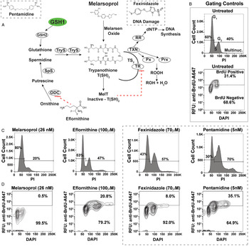 Effects Of Trypanocidal Drugs On Dna Synthesis New Insights Into Melarsoprol Growth Inhibition Parasitology Cambridge Core