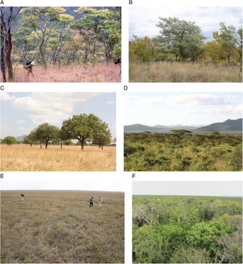 Forms of Savanna From Woodland to Grassland Chapter 6 Only in