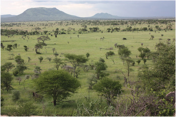 The Savanna Garden Grassy Vegetation and Plant Dynamics Part II