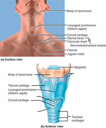 cricoid cartilage thyroid