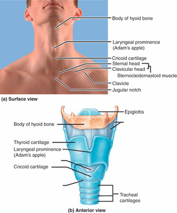 Laryngeal anatomy with relevant landmarks as seen through a laryngoscope.