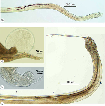 Molecular phylogenetic relationships of Metastrongylus nematodes with ...