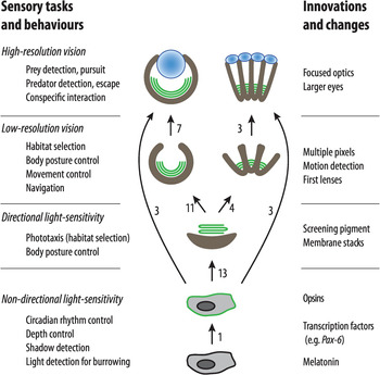 Visualizing the Evolution of Vision and the Eye