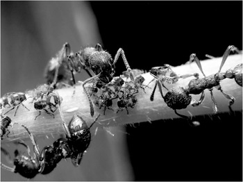 emergence the myth of the ant queen